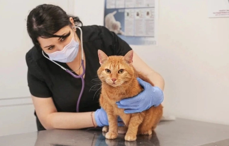 Ветеринарный центр PetsVet в Москве: УЗИ, Рентген, Гостиницы, Стрижка, Выездные службы, Стоматологические услуги, Оксигенотерапия, Стационар,