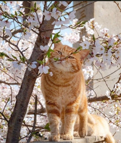 Ветеринарная клиника для кошек Клиника Кошек  в  Москве