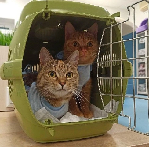 Ветеринарная клиника для кошек Клиника Кошек в Москве: УЗИ, Рентген, Орнитолог, Вакцинация, Стоматология, Оксигенотерапия, Неврология,