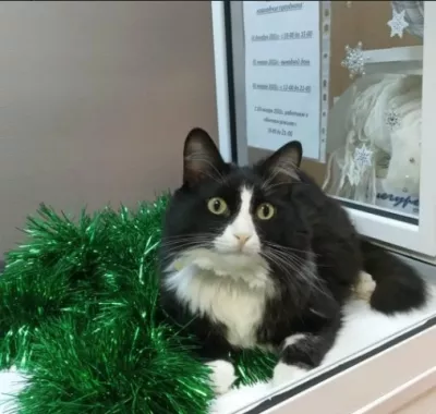 Ветеринарная клиника "Котофеич".
