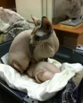 Миниатюра 8