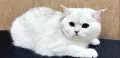Миниатюра 11