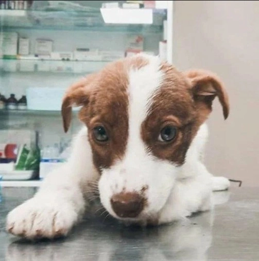 Ветеринарная клиника Тим в Москве: Хирургия, Орнитолог, Стрижка, Животные,