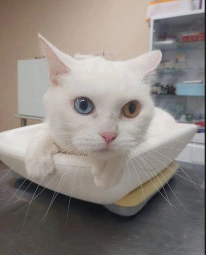 Ветеринарная клиника Тим в Москве: Хирургия, Орнитолог, Стрижка, Животные,