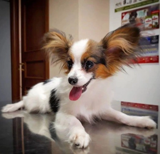 Ветеринарная клиника Тим в Москве: Хирургия, Орнитолог, Стрижка, Животные,