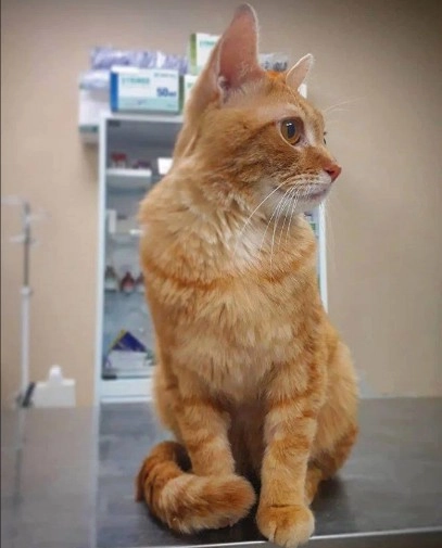 Ветеринарная клиника Тим в Москве: Хирургия, Орнитолог, Стрижка, Животные,