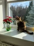 Миниатюра 11
