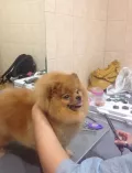 Миниатюра 8