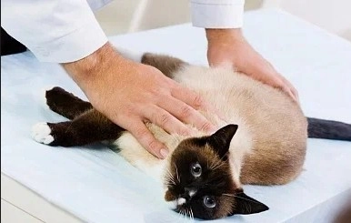 Ветеринарная клиника ЗевсВет в Москве: Анализы, Рентген, Орнитолог, Вакцинация, Стерилизация , Стоматологические услуги, УЗИ,