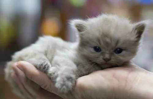 Ветеринарная клиника Котовет  в  Москве