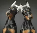 Миниатюра 4