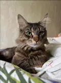 Миниатюра 3