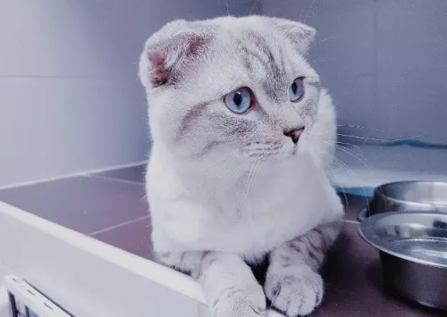 Ветеринарный центр ДоброВет  в  Москве