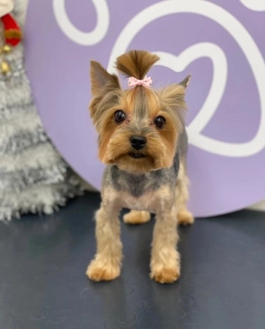 Зоосалон Mishka groom в Москве: Стрижка, Чистка зубов, Груминг, Уход за животными, Озонотерапия ,