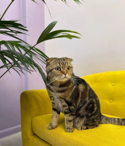 Зоосалон Mishka groom в Москве: Стрижка, Чистка зубов, Груминг, Уход за животными, Озонотерапия ,