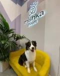 Миниатюра 4