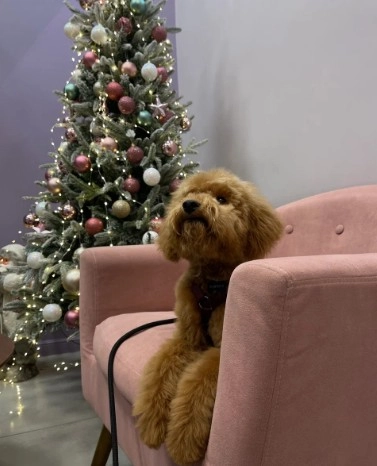 Зоосалон Mishka groom в Москве: Стрижка, Чистка зубов, Груминг, Уход за животными, Озонотерапия ,
