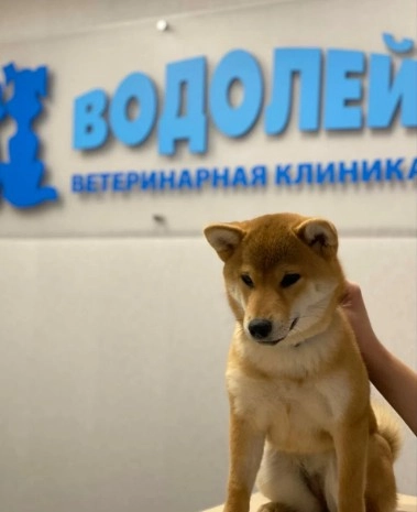 Ветеринарная клиника Водолей в Москве: Ратолог, Рентген, Онлайн-услуги, Стрижка, УЗ - чистка зубов, Чипирование, Неврология, Стационар, Вакцинация,
