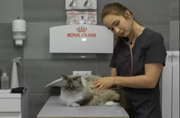 Ветеринарная клиника "CatWell" .