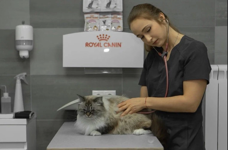 Ветеринарная клиника CatWell в Москве: Вызов на дом, Зоотовары, ЭХОкг сердца, Стерилизация , Вакцинация, Груминг, Стоматология, УЗИ,