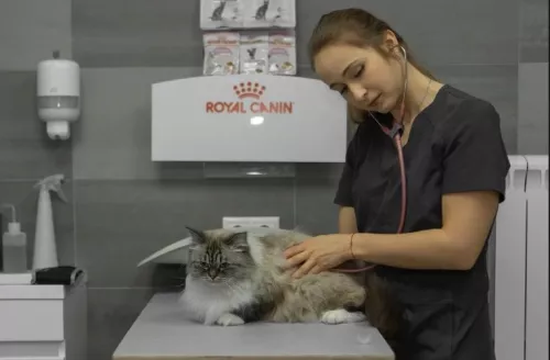 Ветеринарная клиника CatWell  в  Москве
