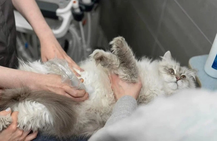 Большое фото 12