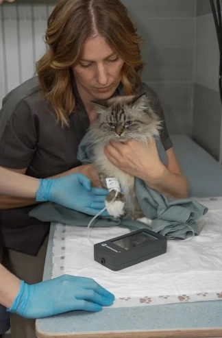 Ветеринарная клиника CatWell в Москве: Вызов на дом, Зоотовары, ЭХОкг сердца, Стерилизация , Вакцинация, Груминг, Стоматология, УЗИ,