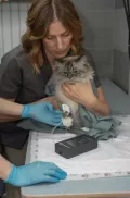 Миниатюра 14
