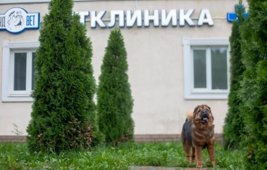 Ветеринарная клиника Гуд Вет в Москве: УЗИ, Рентген, Орнитолог, Вакцинация, Стерилизация , Стоматологические услуги, Неврология,