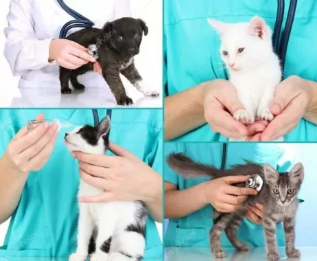 Ветеринарная клиника "Корги-вет" .