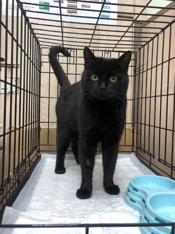 Приют "Общество защиты животных".