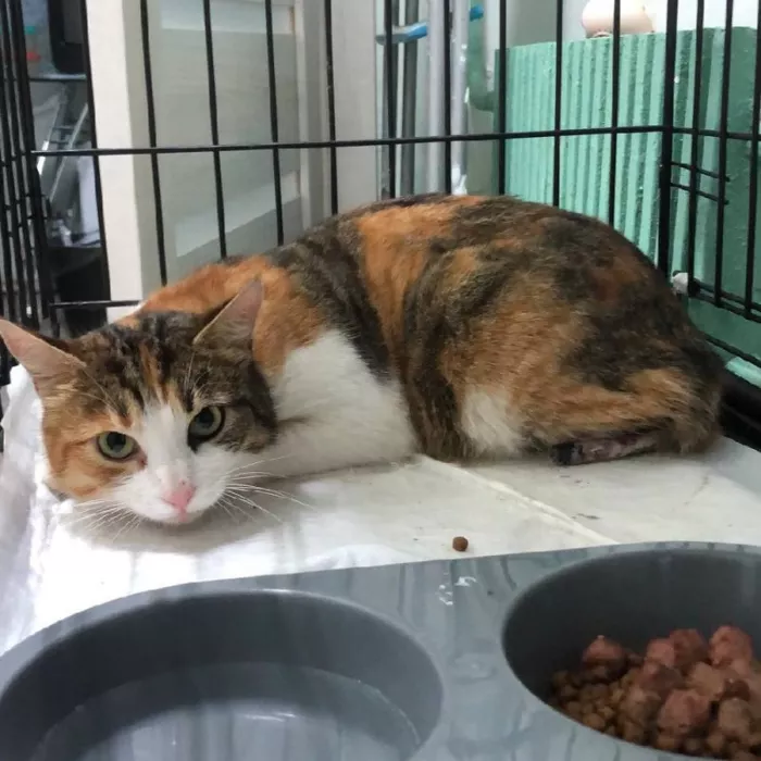 Приют "Общество защиты животных".