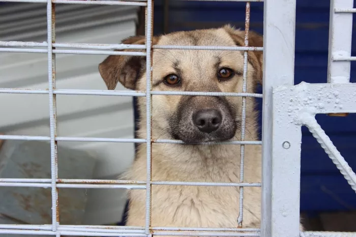 Приют "Общество защиты животных".