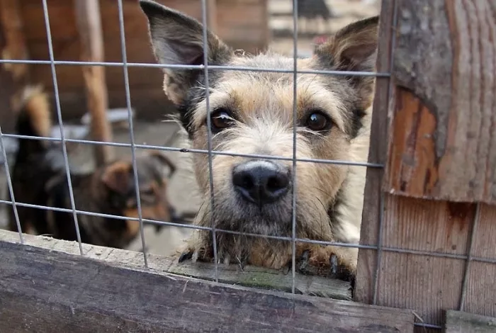 Приют "Общество защиты животных".