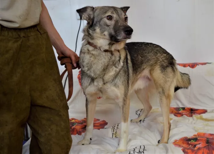 "Центр безнадзорных животных".