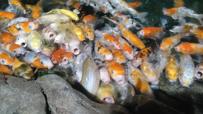 Океанариум "Sochi Discovery World Aquarium".