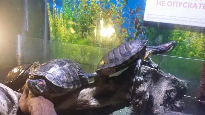 Океанариум "Sochi Discovery World Aquarium".