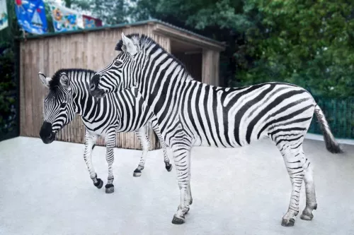 Зоопарк санатория Октябрьский  в  Сочи