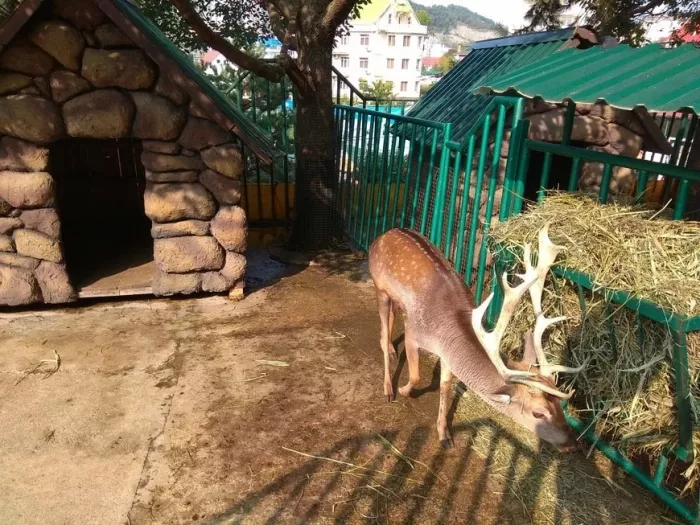 Зоопарк санатория "Октябрьский".