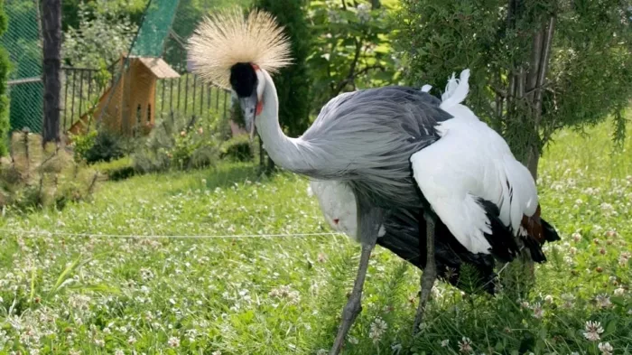 Зоопарк санатория "Октябрьский".