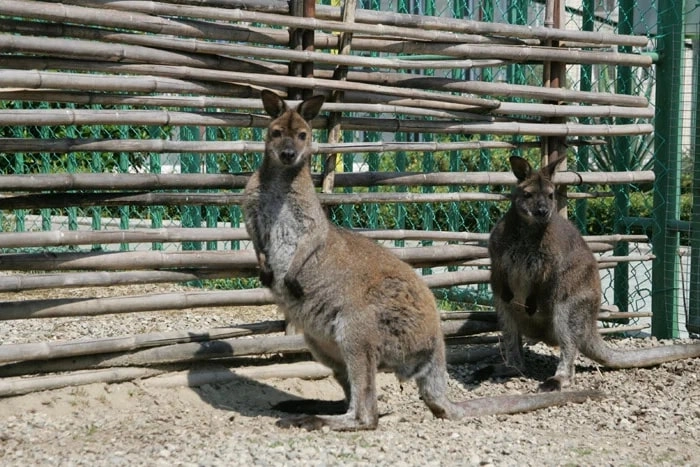 Зоопарк санатория "Октябрьский".