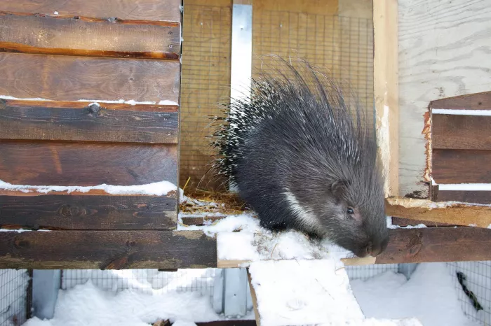 Зооподворье "Лапки".