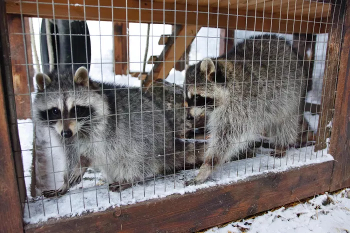 Зооподворье "Лапки".