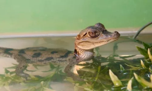 Крокодиловая Ферма Гена  в  Сочи