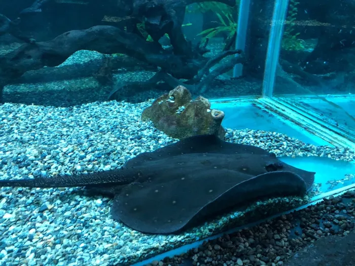 Океанариум "Тропическая Амазонка".