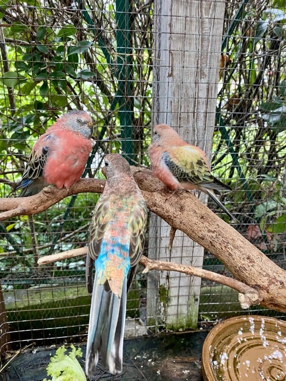 "Орнитариум".