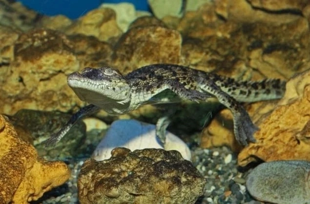 Зоопарк "Террариум".