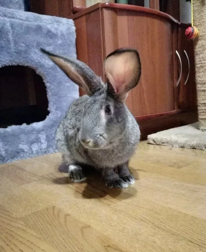 Гостиница для животных "Как дома".