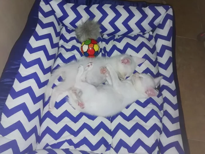 Гостиница для животных "Как дома".