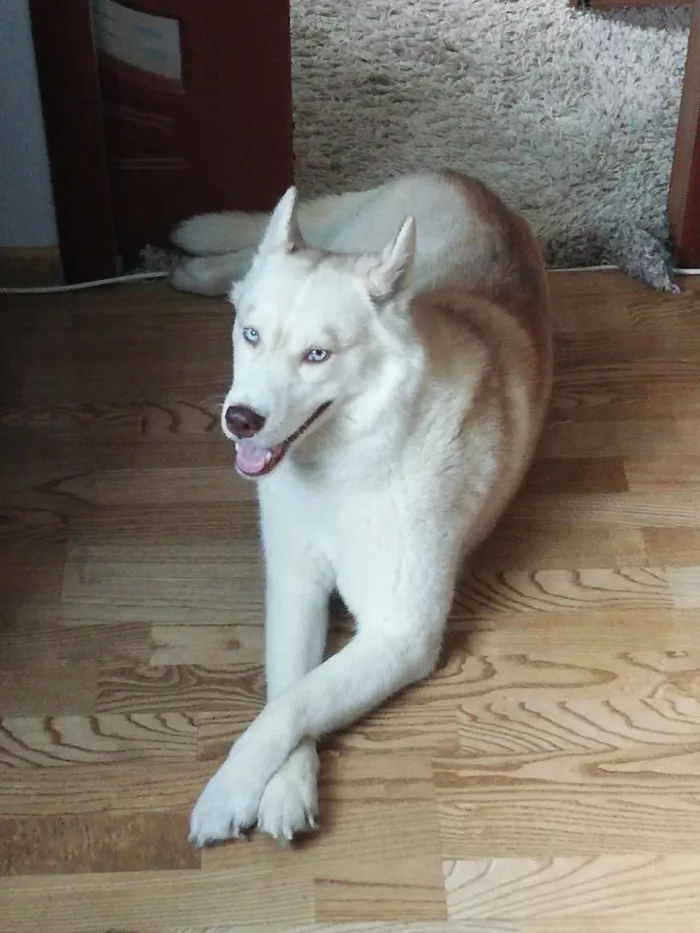 Гостиница для животных "Как дома".